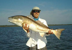 A Large Mosquito Lagoon Redfish